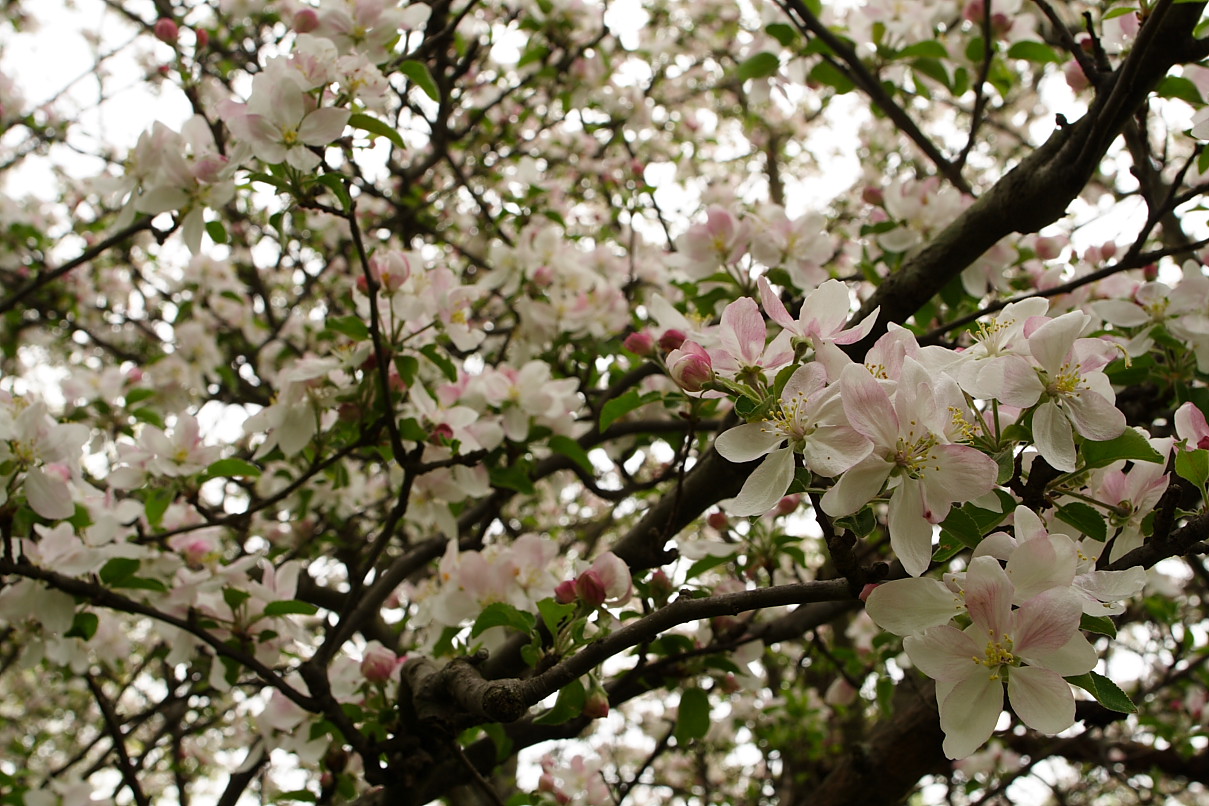 apple+tree+flowers+blooms+JPG