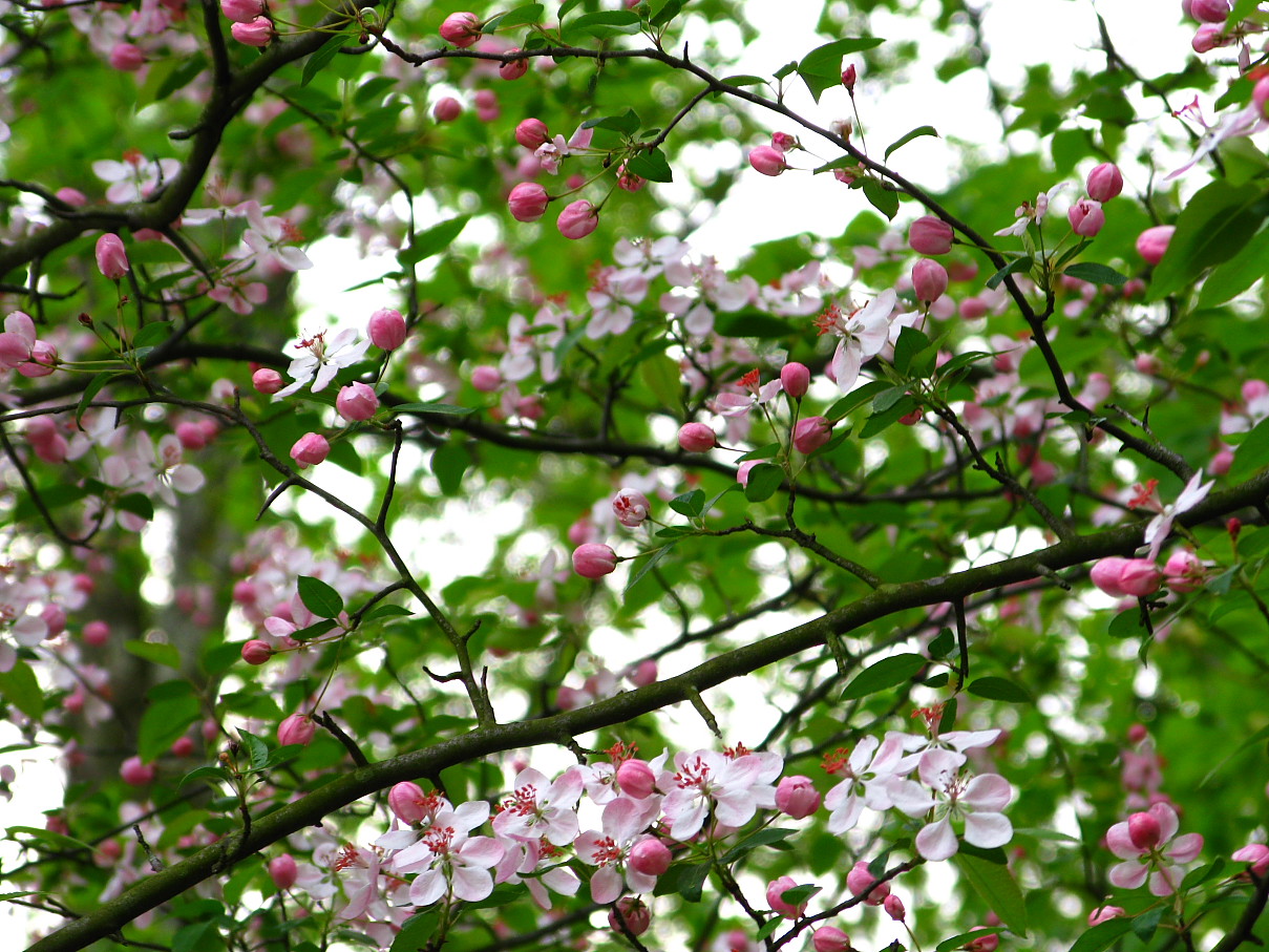 flowery+spring+tree+JPG