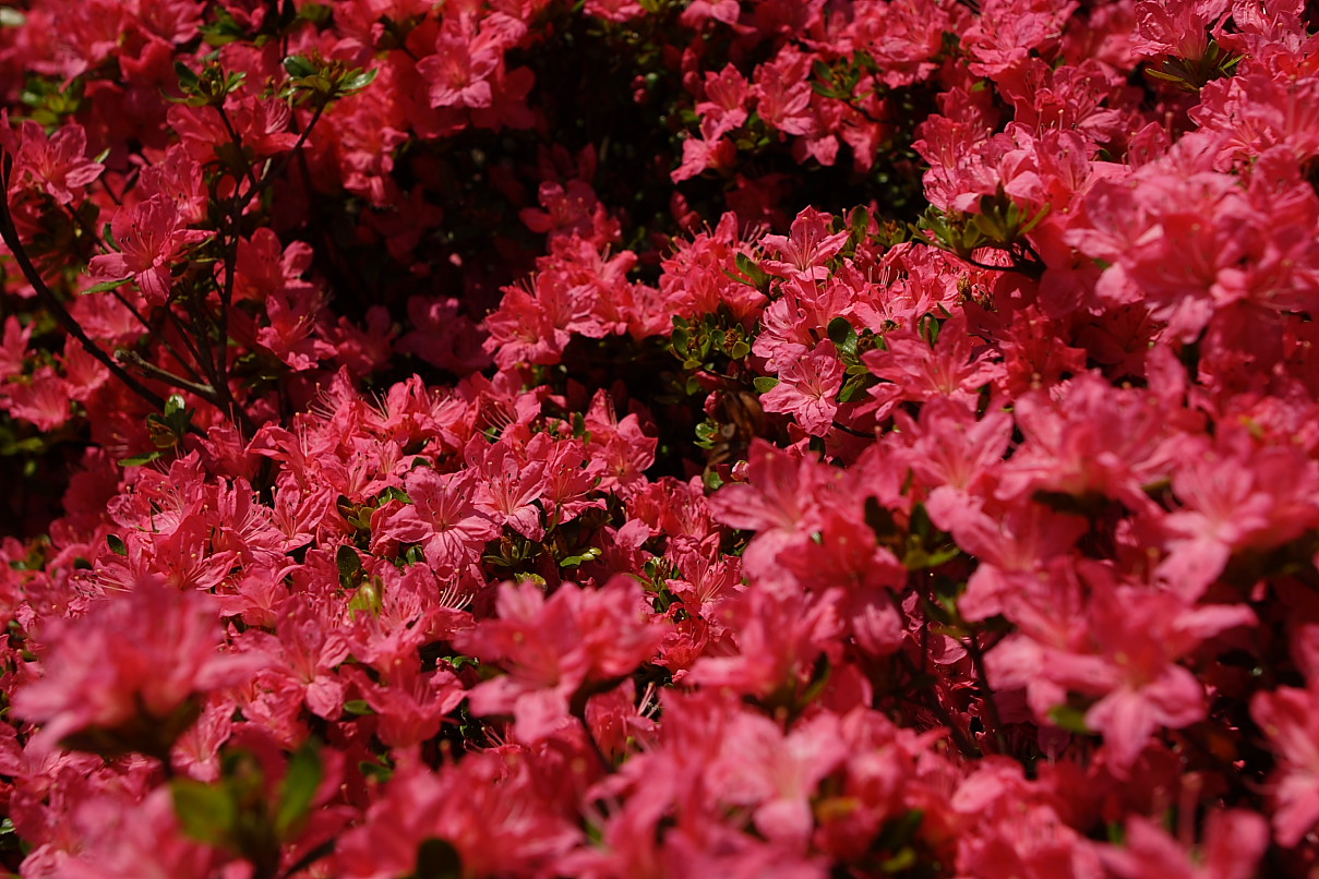 inside+azalea+bush+JPG