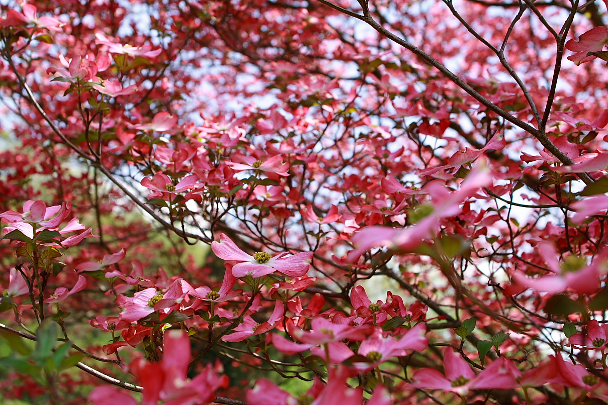 Dogwood+flower+painting