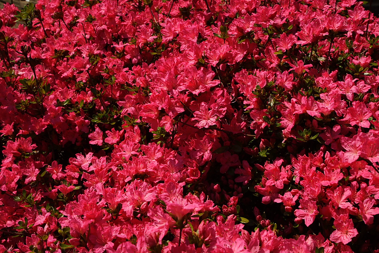 red+flower+bush+azalea+JPG