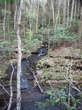 Forest Creek Trees