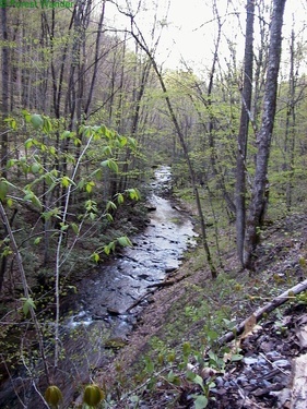 Forest Creek