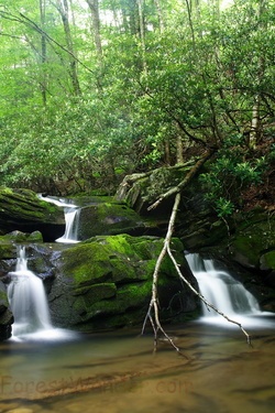 Forest Waterfalls 2