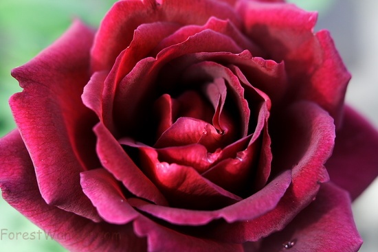 Large Red Rose