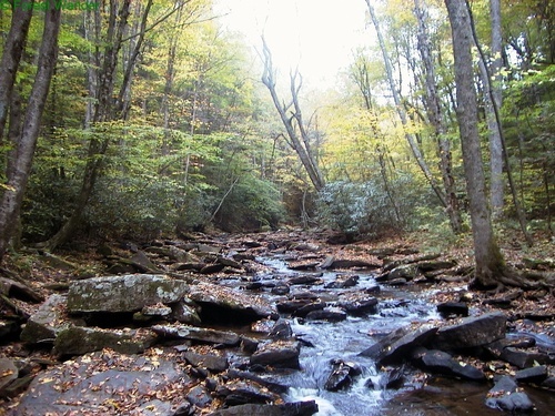 Looking Up Hills Creek