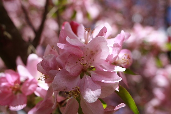 Macro Apple Blossom