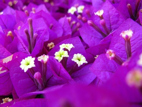 Macro Purple Flowers