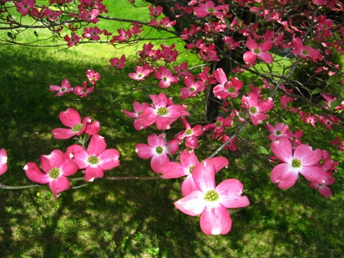 Pink Dogwood Tree Spring