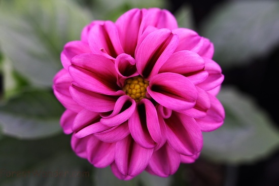 Pink Flower Bow