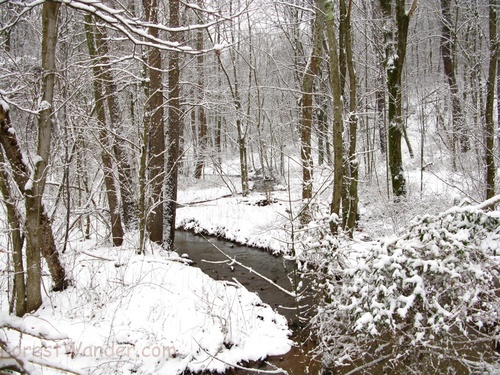 Winter Snow Stream Forest