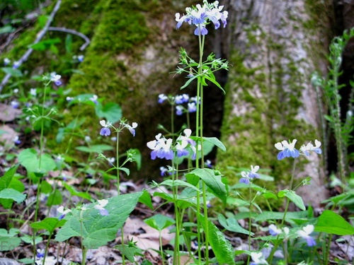 Blue White Flowers Base Tree