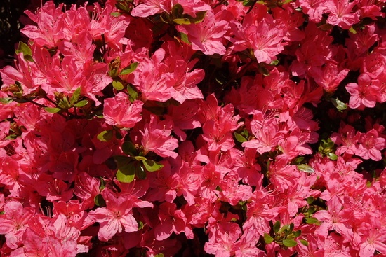 Bright Red Azalea Bush