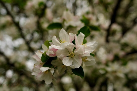 Close Apple Bloom