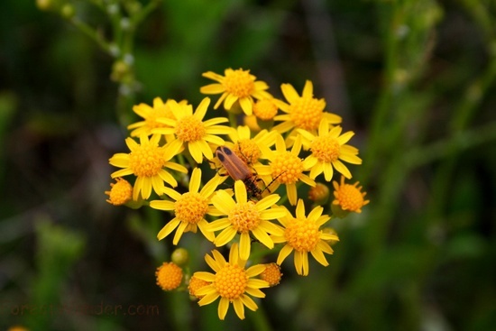 Lightingbugandflowers