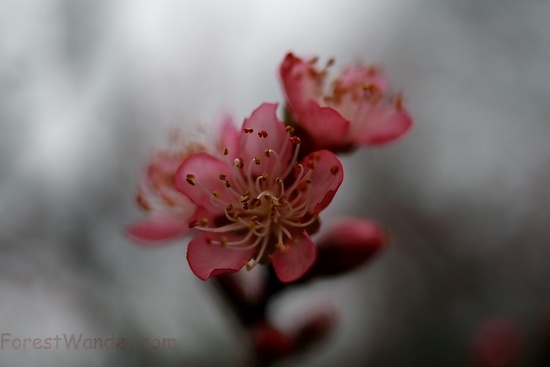 Peach Blossom