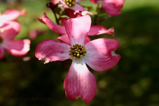 Pink Cross Dogwood