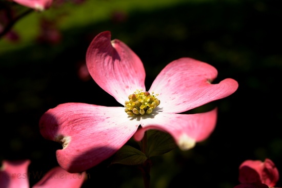 Pink Dogwood 04242008