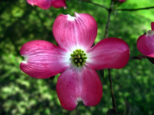 Pink Dogwood 4 04242008