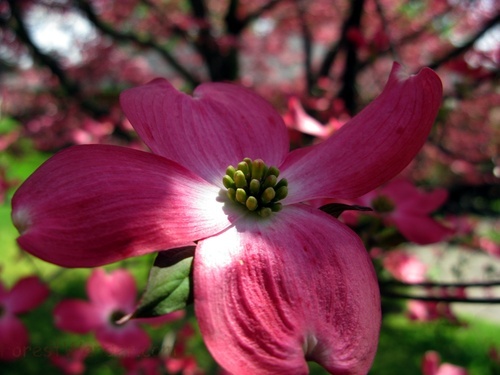 Pink Dogwood 5 04242008 | Flowers| Free Nature Pictures by ForestWander