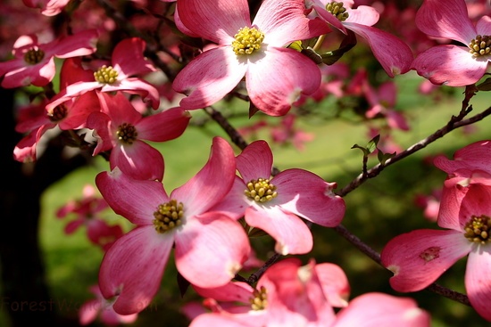 Pink Dogwood Blooms