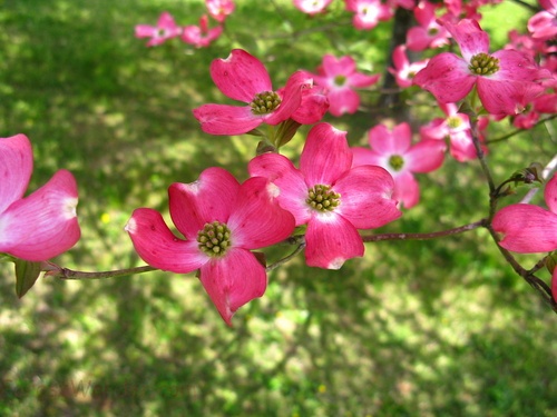 Pink Dogwood Flower