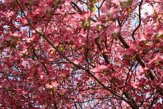 Pink Dogwood Sky Tree