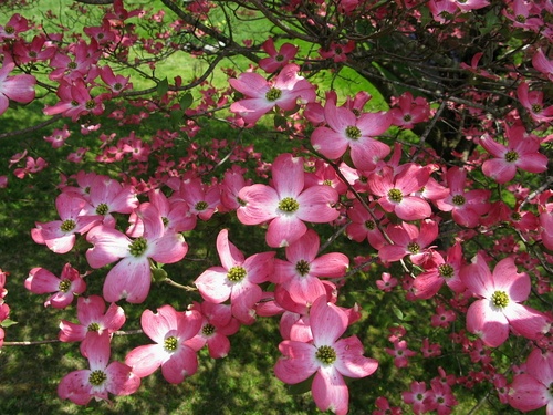 Pink Dogwood Tree