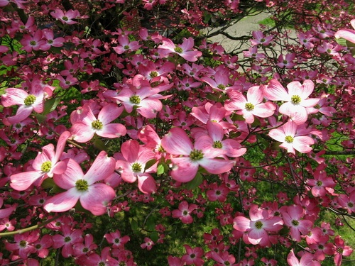 Pink Dogwood