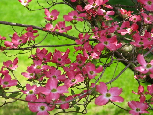 Pinkdogwood Green Grass Flowers