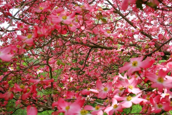 Pinkdogwood1