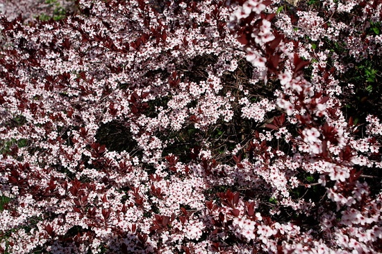 Plum Bloom Tree