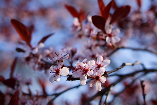 Plum Tree Bloom