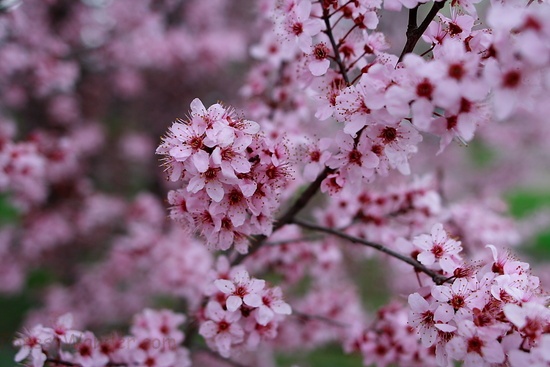 Plum Tree Blossom Spring