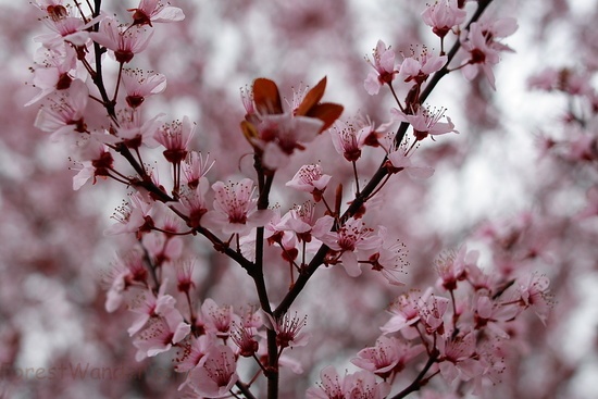 Plum Tree Blossom