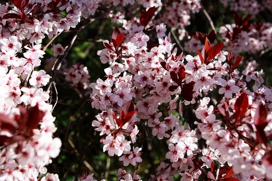 Plum Tree Flowers