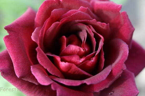 Beautiful Red Rose Spring