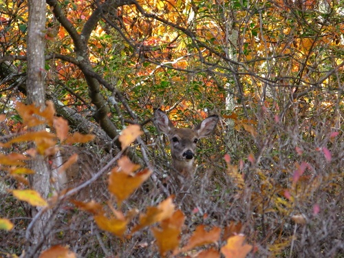 White Tail Deer Brush