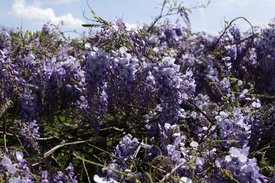 Blue Sky Wisteria Flower Bloom