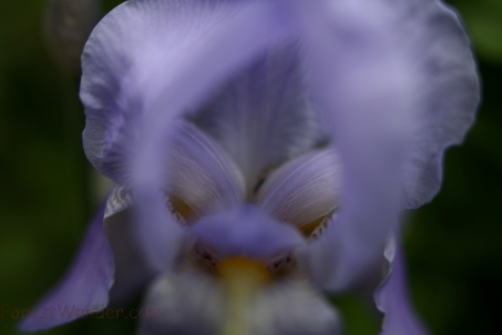 Inside Iris Spring