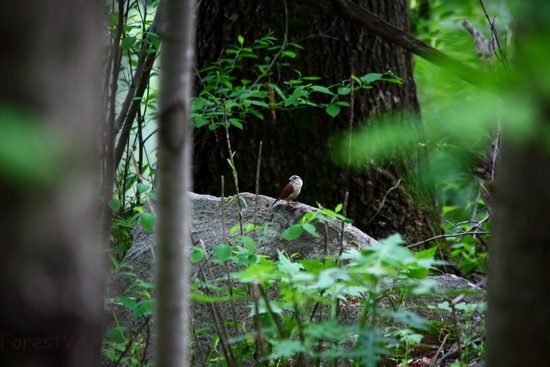 Little Bird On A Rock