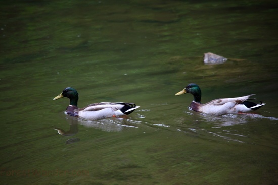 Mallard Ducks Swimming