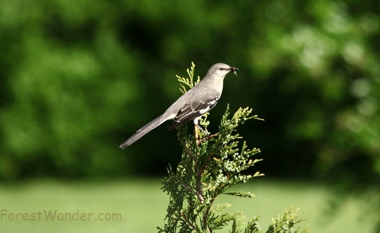 Spring Bird Bringing Food Babies