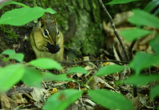 Chipmunk Eating Nut