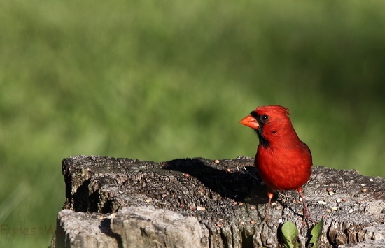 Red Cardinal Bird