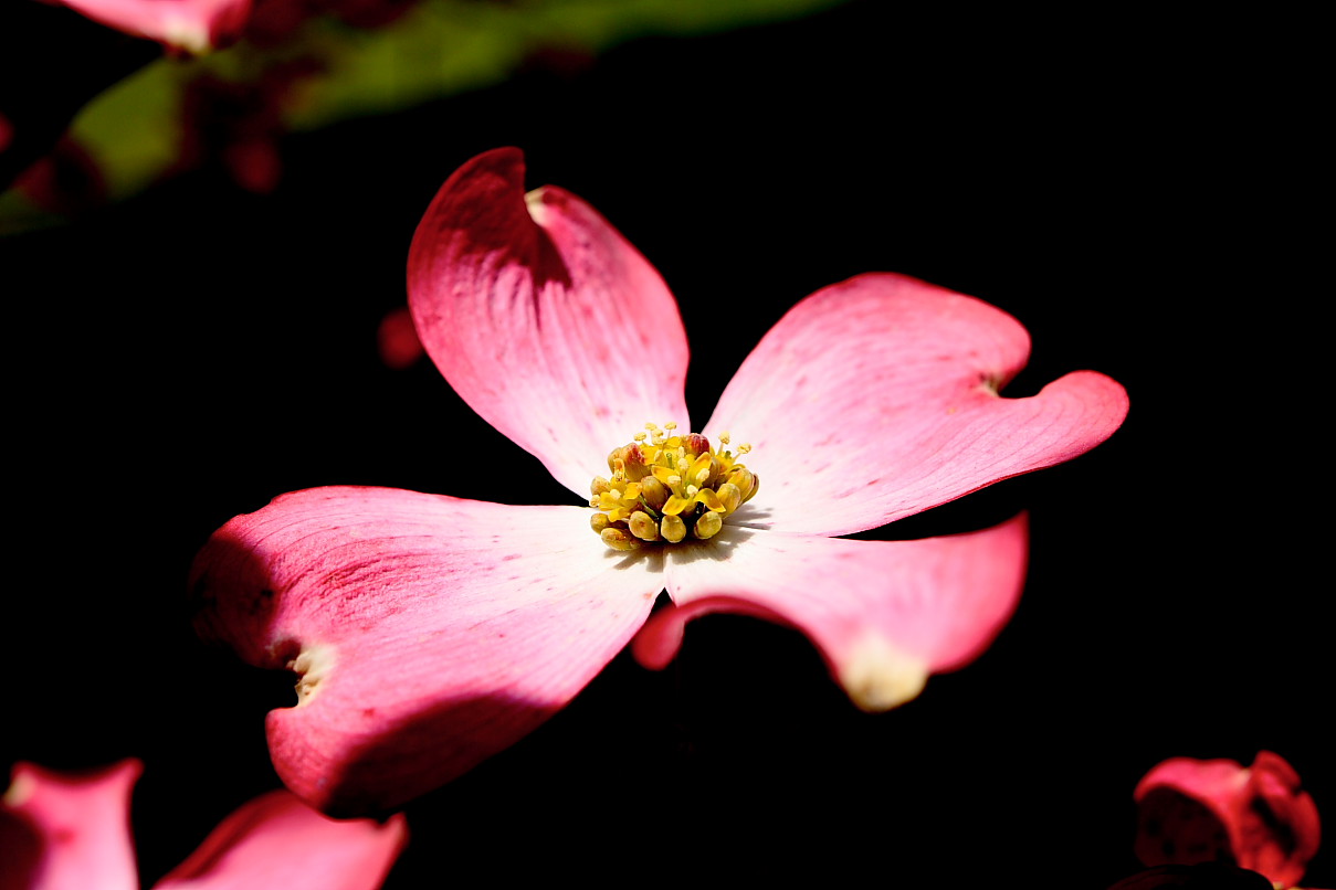 Dogwood+flower+pictures+free