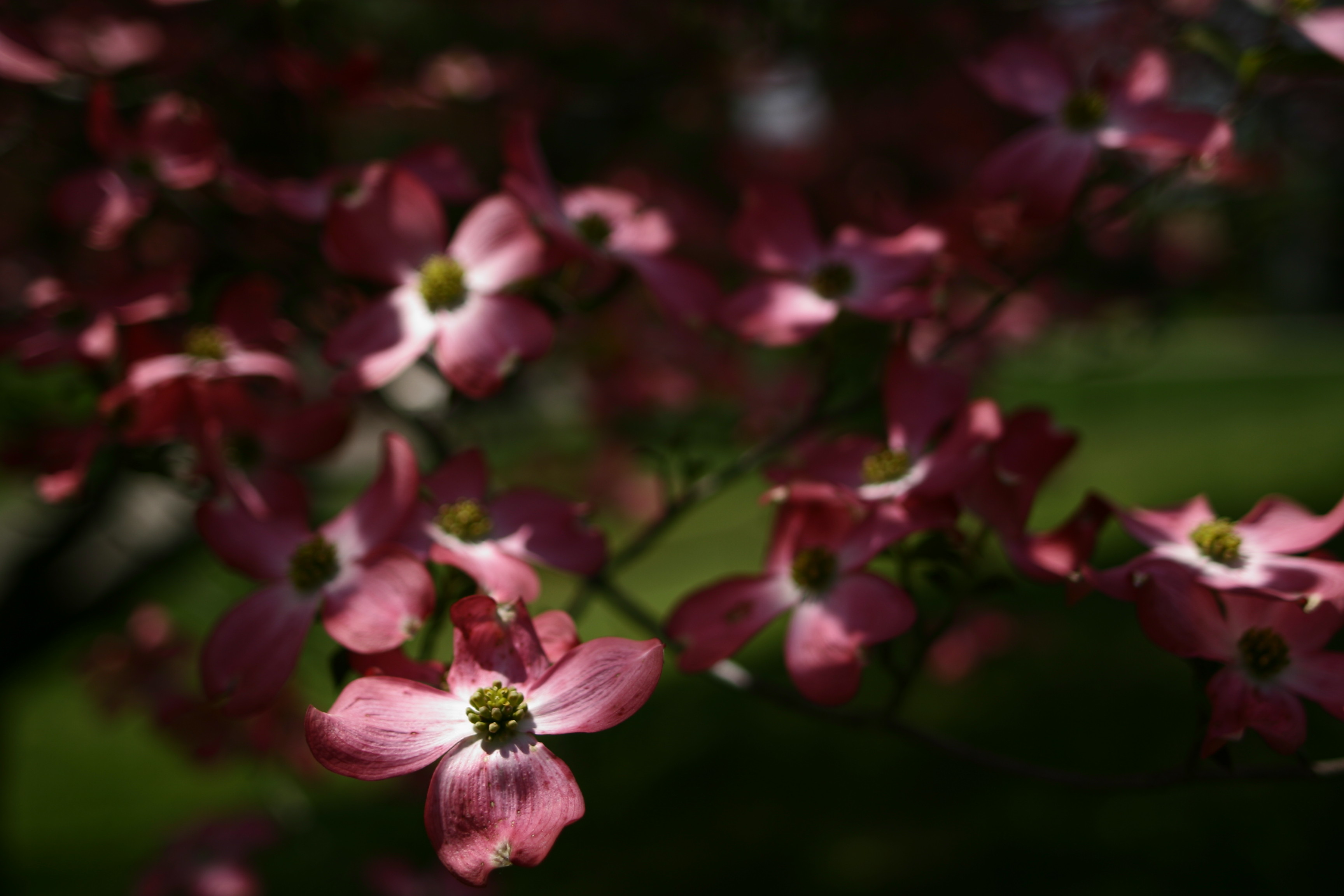 Dogwood+flower+pictures+free