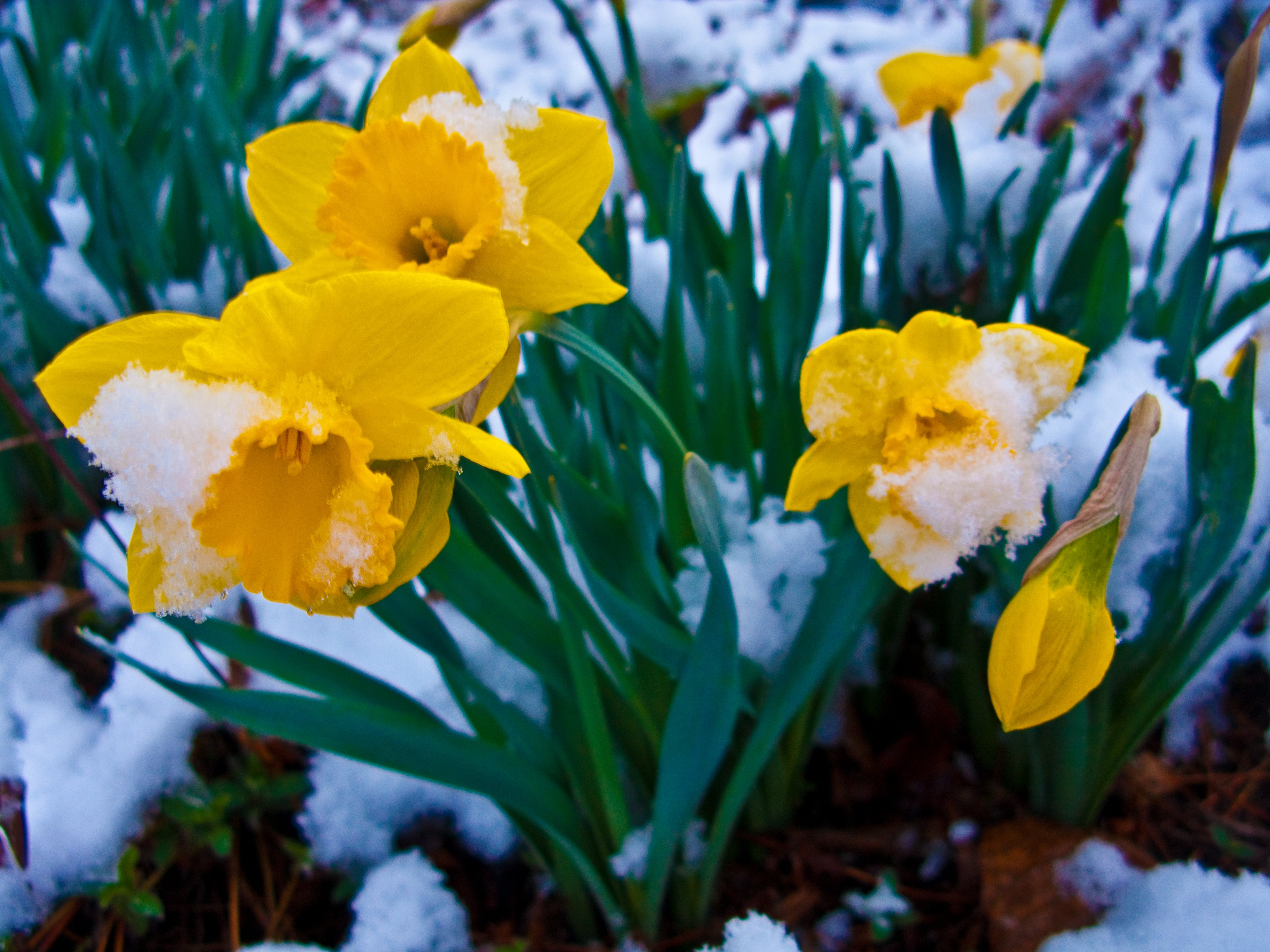 Snow Covered Spring Daffodil Flowers Flowers Free Nature Pictures By