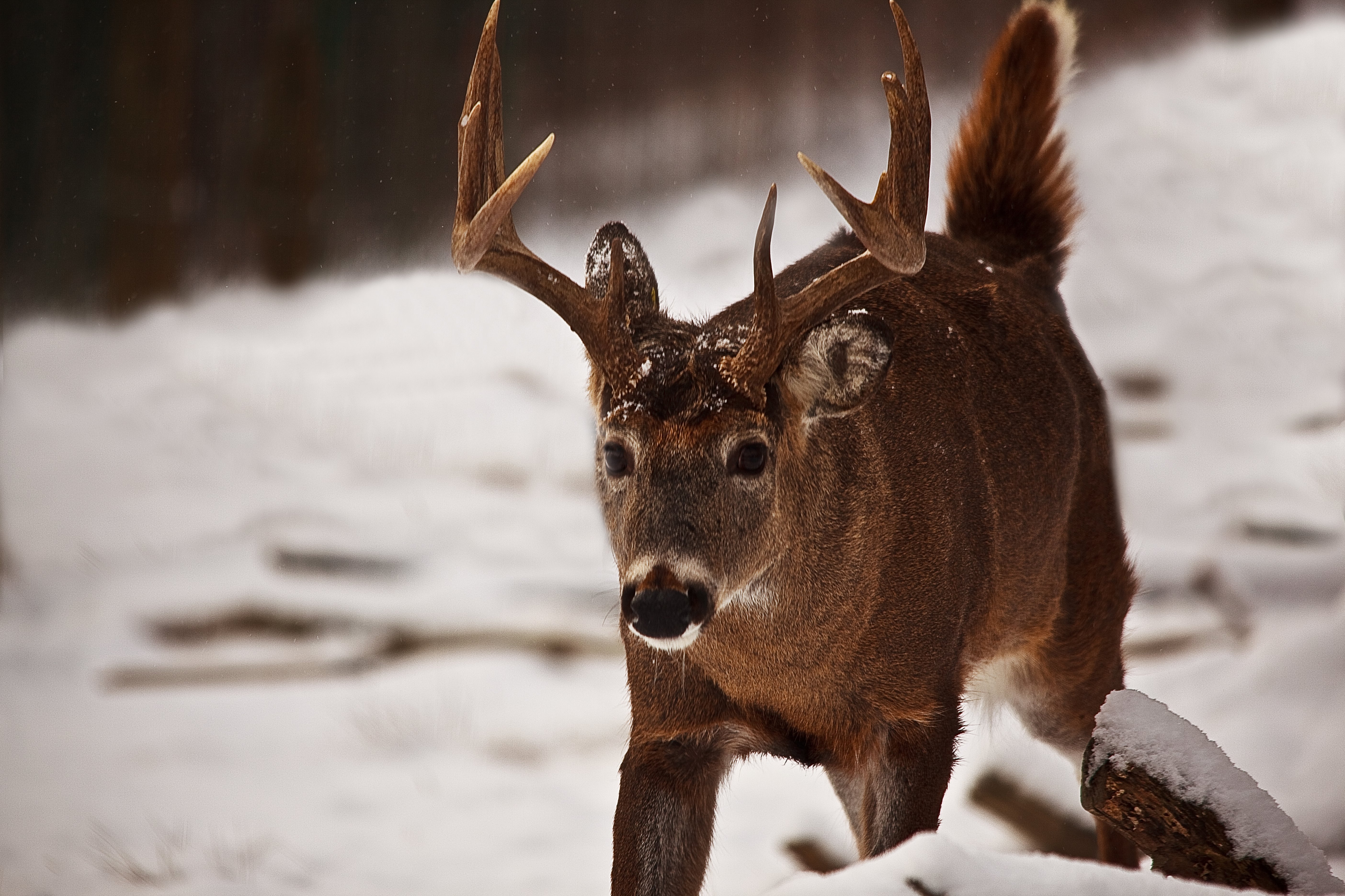 whitetail-buck-walking-tail-up-wildlife-free-nature-pictures-by-forestwander-nature-photography
