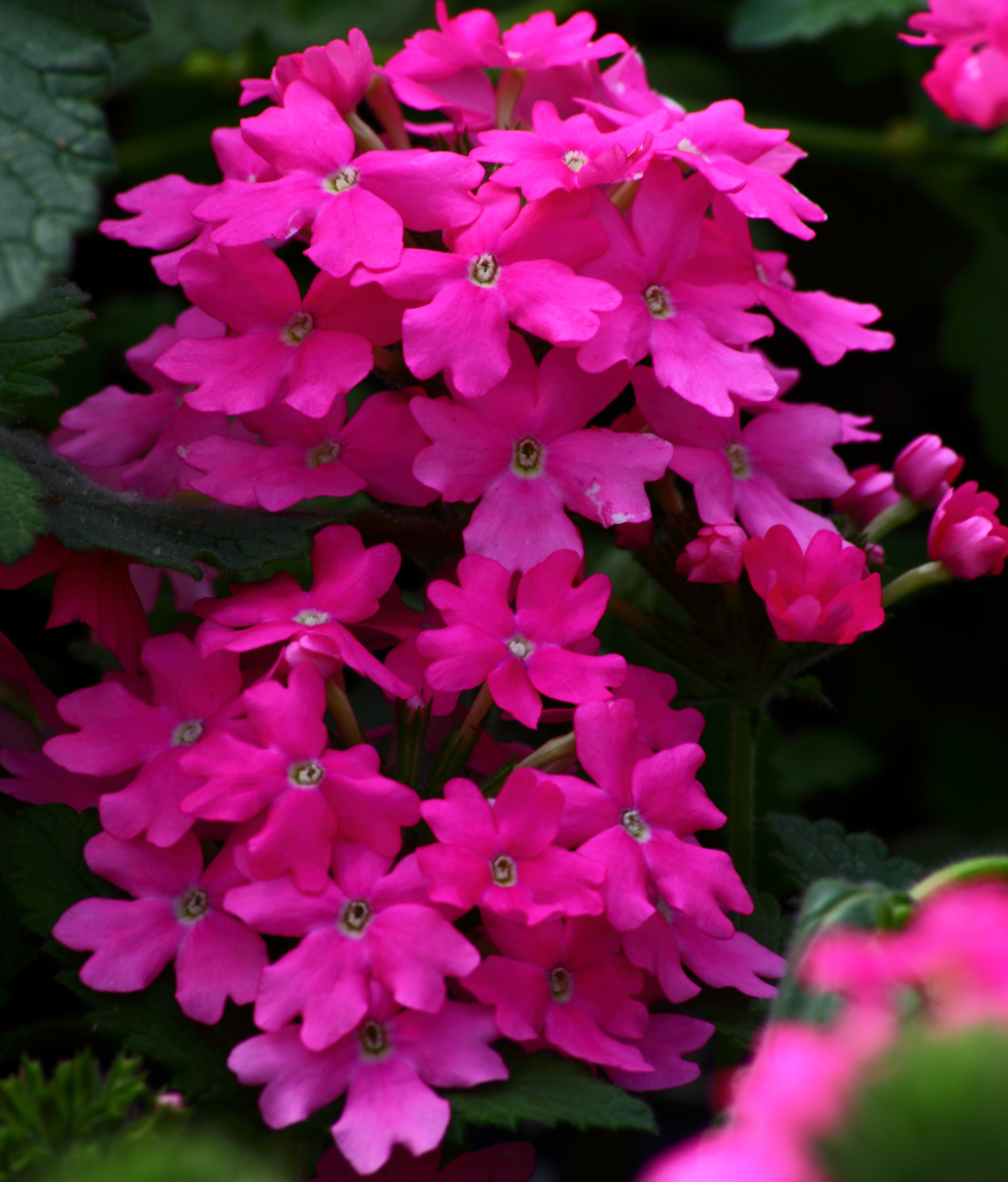 Pink Flowers In Kpop